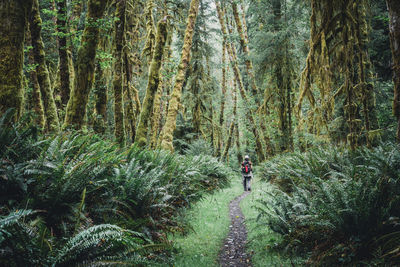 Female hiker on a trail through a moss covered temperate rainforest