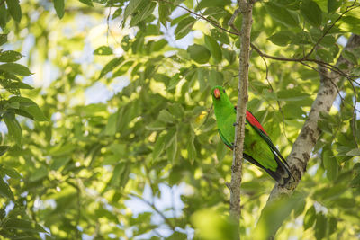 Low angle view of bird perching on tree