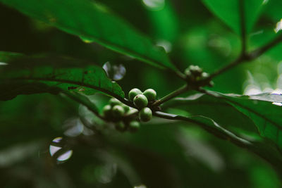 Close-up of berries growing on tree