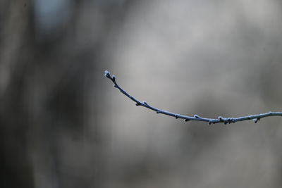 branch
