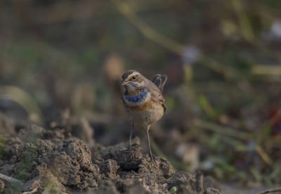 Close-up of a bird on rock