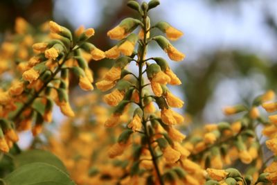 Close-up of fruit growing on plant