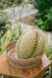 Close-up of succulent plant in basket
