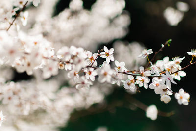 Close-up of cherry blossom tree