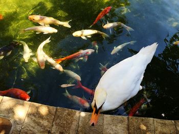 High angle view of fish swimming in water
