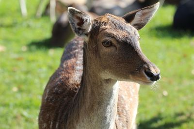 Close-up of deer