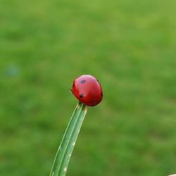 Macro shot of ladybug on grass