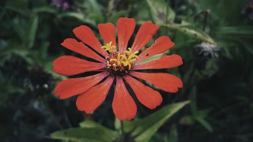 Close-up of red flower