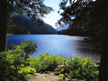 Scenic view of lake in forest against sky