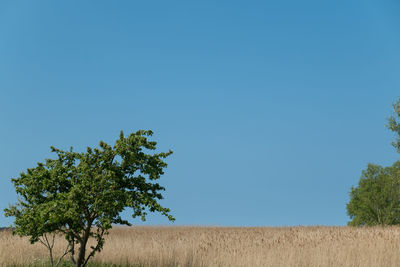 Trees on landscape against clear blue sky