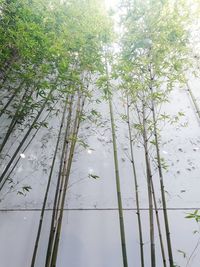 Low angle view of trees against sky