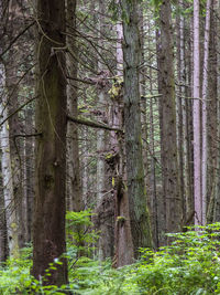 Pine trees in forest