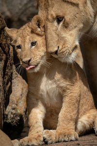 Cub with lioness on land