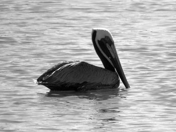 View of duck swimming in lake