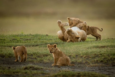 Big cat and cubs on grass