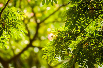 Close-up of a tree