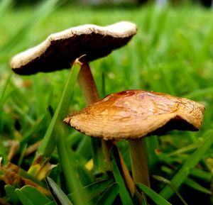 Close-up of mushroom growing on field