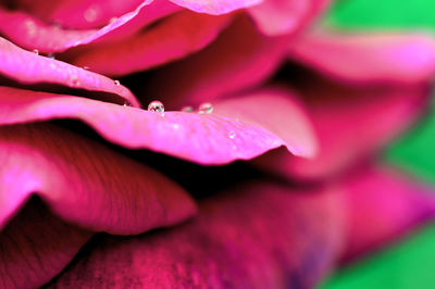 Close-up of water drops on pink flower
