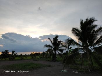 Scenic view of palm trees on field against sky at sunset