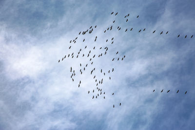 A group of migratory birds over berlin