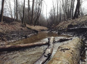 Scenic view of stream in forest