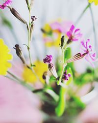 Close-up of pink flowers blooming outdoors