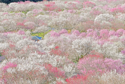 Full frame shot of pink flowering plant