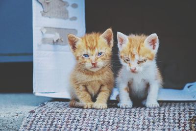 Portrait of cats on carpet