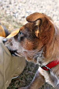 Close-up of dog