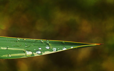 Close up of raindrops on green leaf
