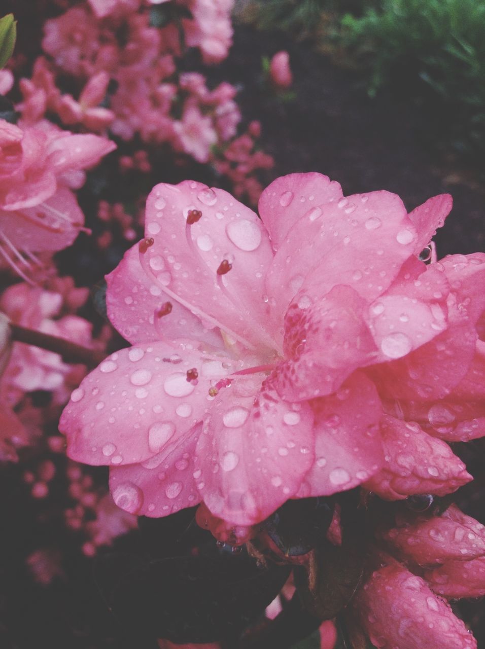 flower, freshness, petal, drop, fragility, water, wet, flower head, growth, beauty in nature, close-up, pink color, blooming, nature, dew, raindrop, plant, rain, in bloom, focus on foreground