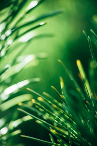 Close-up of fresh green plant in water