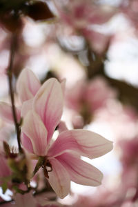 Close-up of pink flower