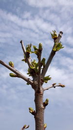 Low angle view of flowering plant against sky