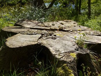 Close-up of tree stump in forest