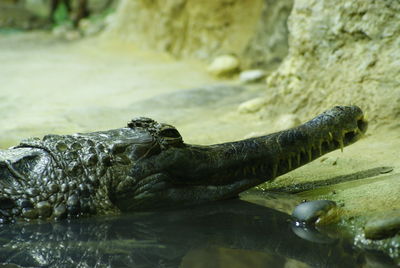 Close-up of crocodile in sea