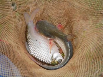 High angle view of fish in sea
