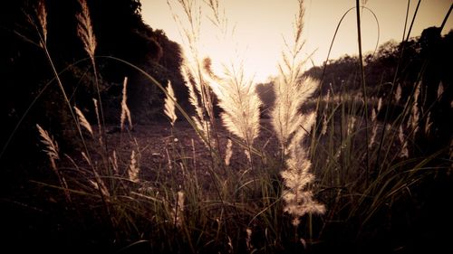 Close-up of grass against sky at sunset