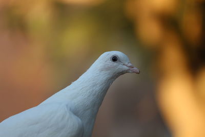 Close-up side view of a bird