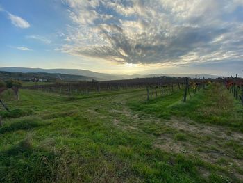 Scenic view of field against sky during sunset