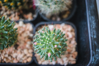 High angle view of succulent plant