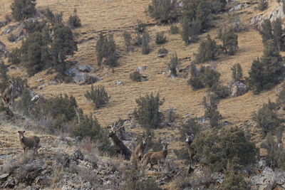 Deer standing on field