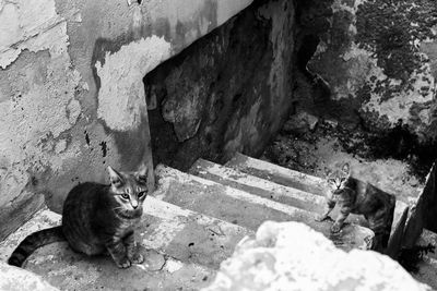 Portrait of cats sitting on steps