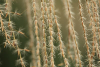 Close-up of crops on field