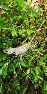 High angle view of lizard on tree