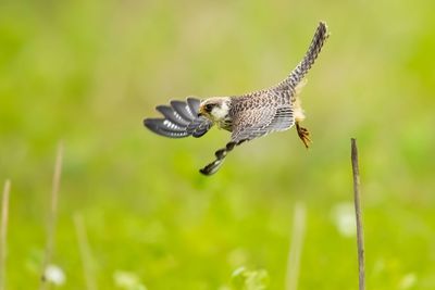 Bird flying over a blurred background