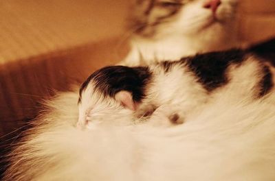 Close-up of dog sleeping