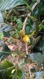Close-up of leaves on tree