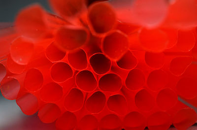 Close-up of drinking straws