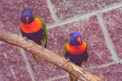 Rainbow lorikeets perching on branch against wall